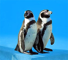Среди животных пингвины наиболее склонны к однополой любви